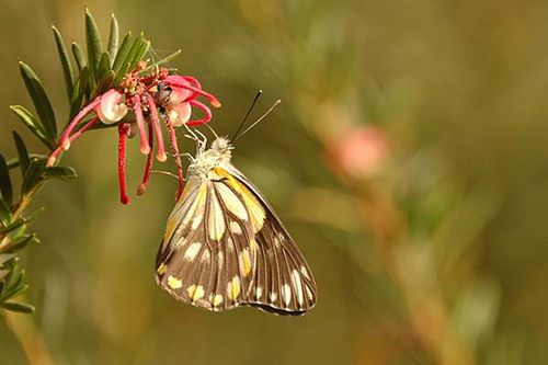 Caper White | Belenois java photo