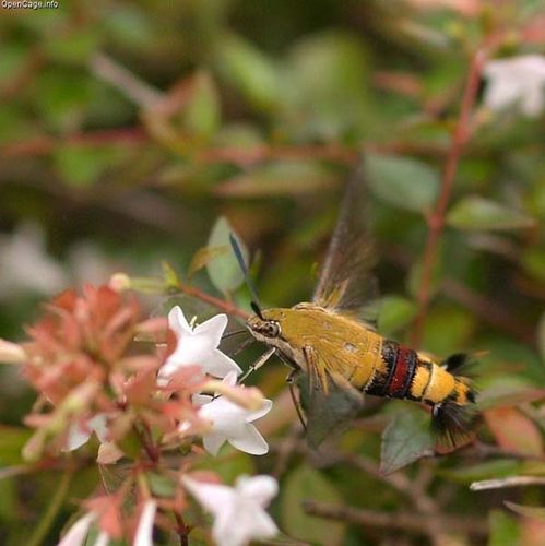 Coffee Hawk Moth | Cephonodes hylas photo