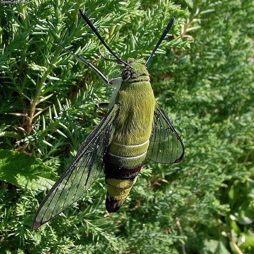 Coffee Hawk Moth | Cephonodes hylas photo