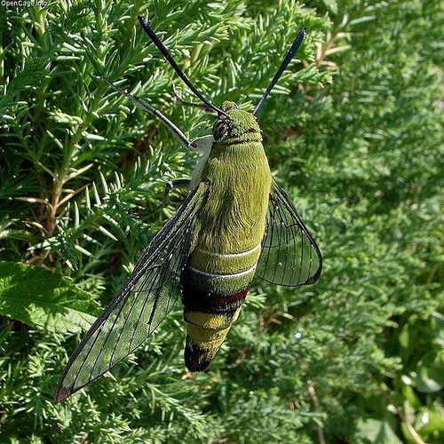 Coffee Hawk Moth | Cephonodes hylas photo