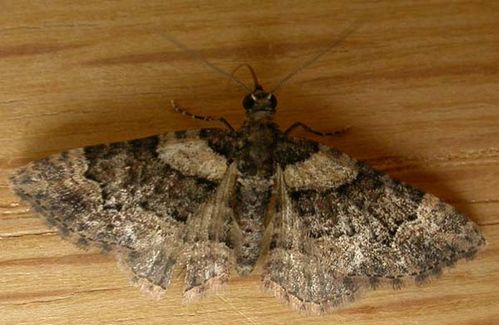 no common name | Chloroclystis metallospora photo