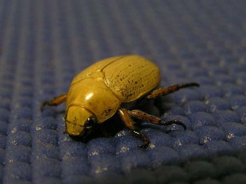 Christmas Beetle | Anoplognathus pallidicollis photo