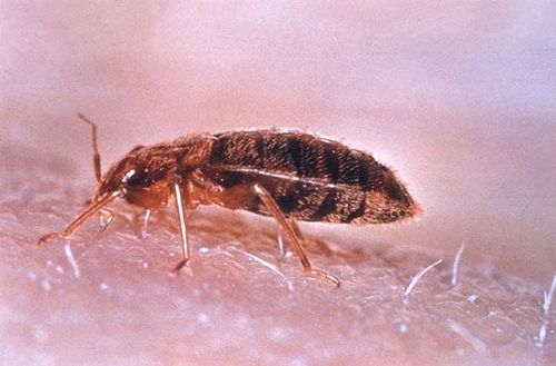 Bed bug | Cimex lectularius photo