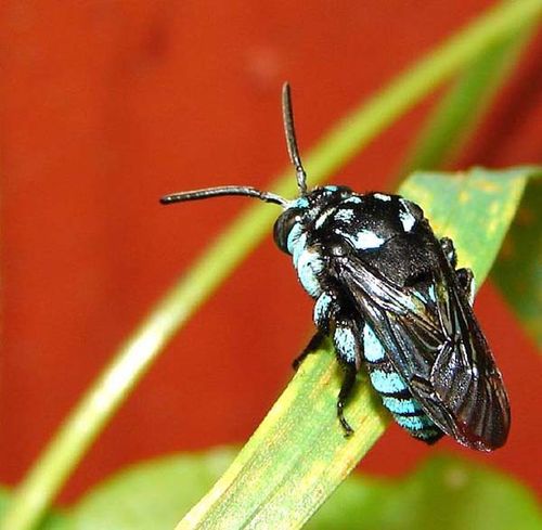 Neon Cuckoo Bee | Thyreus nitidulus photo