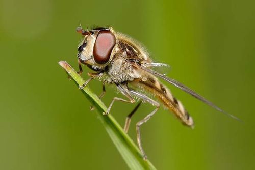 Common Hover Fly | Melangyna viridiceps photo