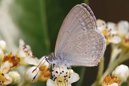 Common Grass Blue | Zizina labradus photo