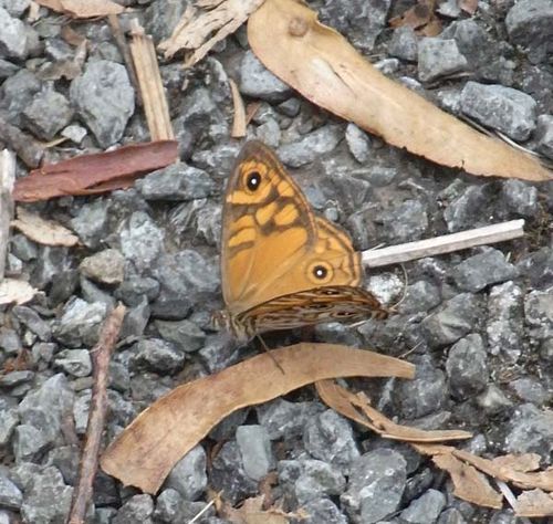 Common Brown Butterfly | Heteronympha merope photo