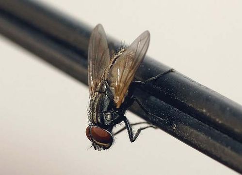 Housefly | Musca domestica photo