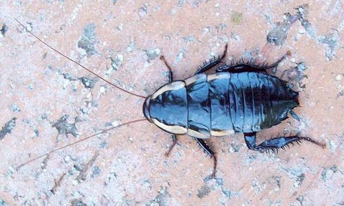 Common Shining Cockroach | Drymaplaneta communis photo