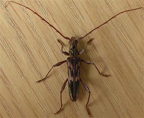 Round-headed Wood Borer | Coptocercus rubripes photo