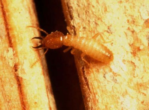 Subterranean Termite | Coptotermes acinaciformis photo