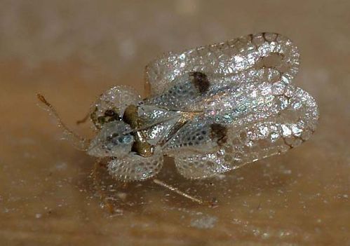 Sycamore Lace Bug | Corythucha ciliata photo