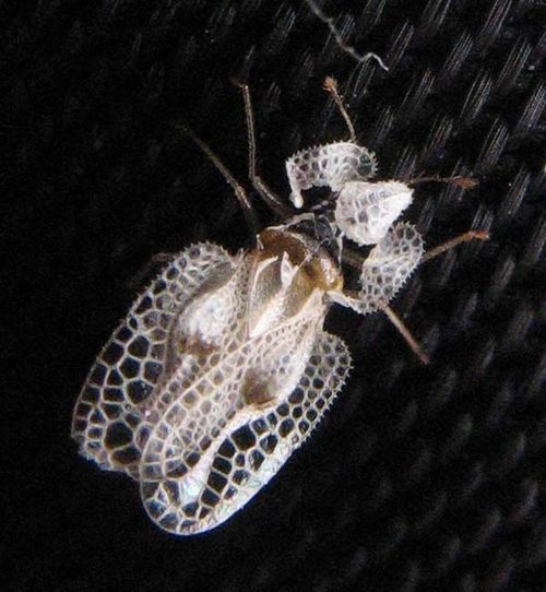 Sycamore Lace Bug | Corythucha ciliata photo