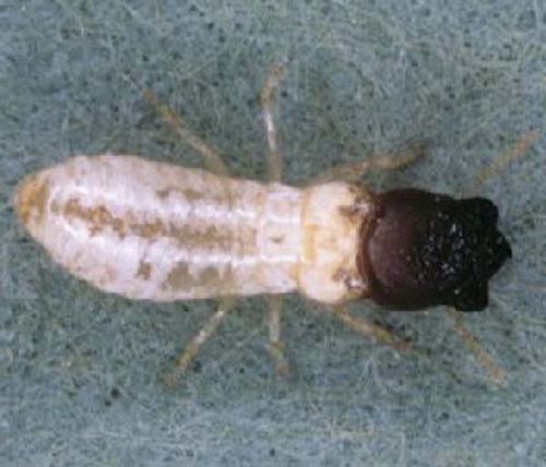West Indian drywood termite | Cryptotermes brevis photo