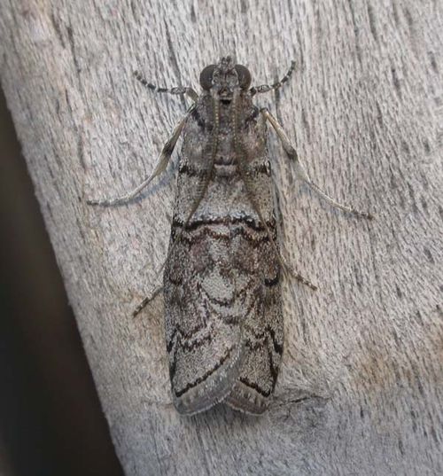 Almella Frass Moth | Ctenomeristis almella photo