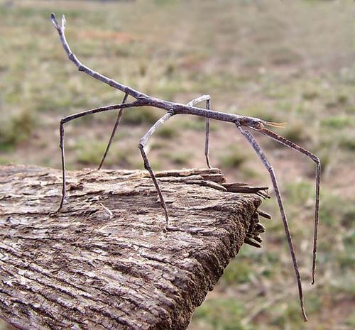 Stick Insect | Ctenomorpha chronus photo