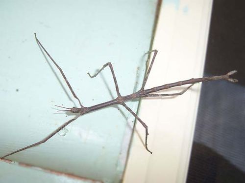 Stick Insect | Ctenomorpha chronus photo