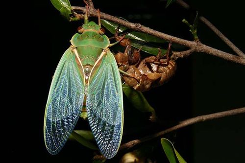 Green Grocer Cicada | Cyclochila australasiae photo