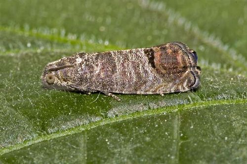 Codling Moth | Cydia pomonella photo