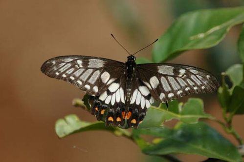 Dainty Swallowtail | Papilio anactus photo