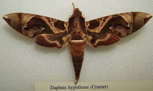 Hawk Moth | Daphnis hypothous photo