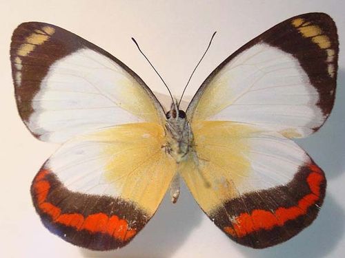 Red-banded Jezebel | Delias mysis photo