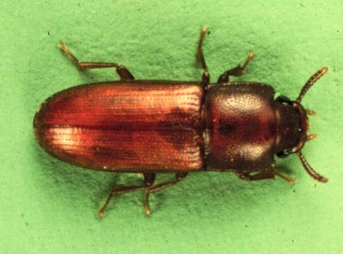 Depressed Flour Beetle | Palorus subdepressus photo