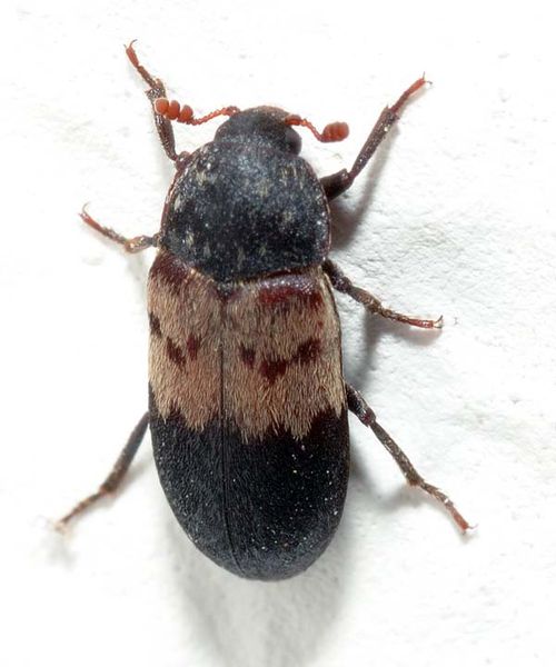 Larder Beetle | Dermestes lardarius photo