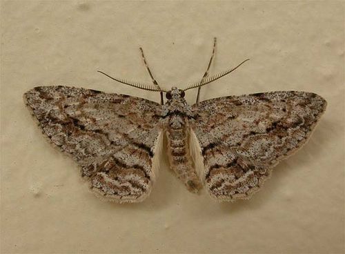 no common name | Didymoctenia exsuperata photo