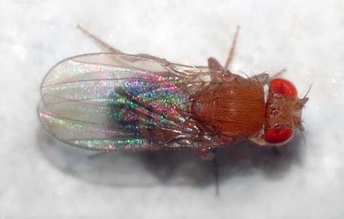 Common Vinegar Fly | Drosophila melanogaster photo