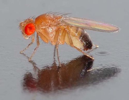 Common Vinegar Fly | Drosophila melanogaster photo