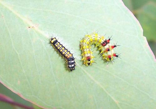 Emperor Gum Moth | Opodiphthera eucalypti photo
