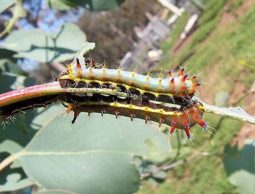 Emperor Gum Moth | Opodiphthera eucalypti photo