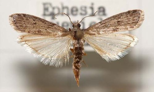 Mediterranean Flour Moth | Ephestia kuehniella photo