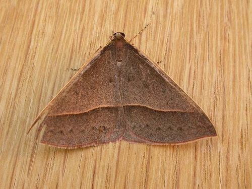 no common name | Epidesmia chilonaria photo