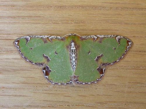 no common name | Eucyclodes buprestaria photo