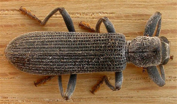 Clerid Beetle | Eunatalis porcata photo
