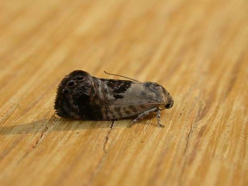 Common Eupselia Moth | Eupselia carpocapsella photo