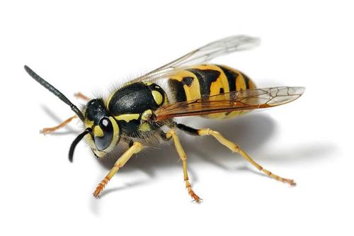 European Wasp | Vespula germanica photo