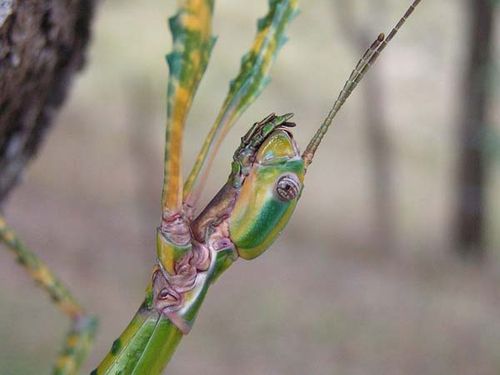 Goliath Stick Insect | Eurycnema goliath photo