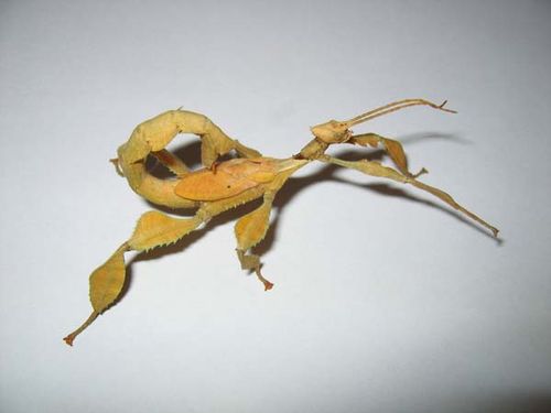 Spiny Leaf Insect | Extatosoma tiaratum photo