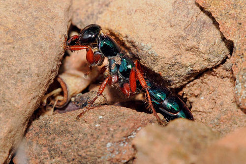 Blue Ant | Diamma bicolor photo