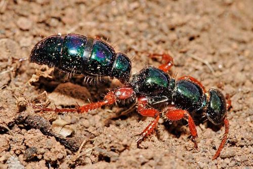 Blue Ant | Diamma bicolor photo