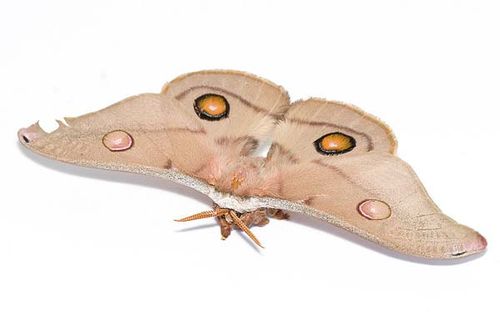 Emperor Gum Moth | Opodiphthera eucalypti photo