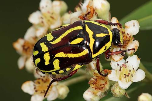 Fiddler Beetle | Eupoecila australasiae photo