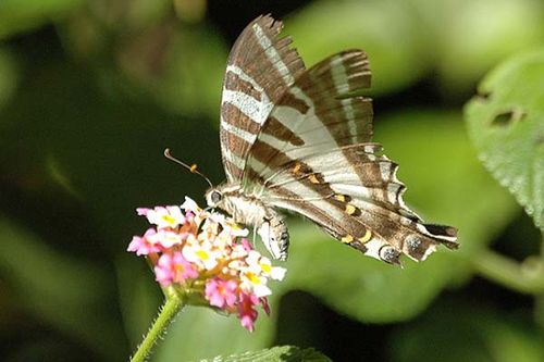 Four-barred Swordtail | Protographium leosthenes photo