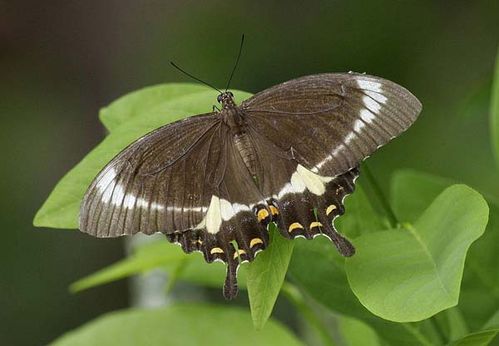 Fuscous Swallowtail | Papilio fuscus photo