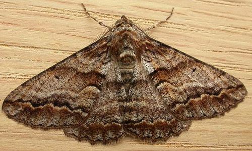 no common name | Gastrinodes bitaeniaria photo