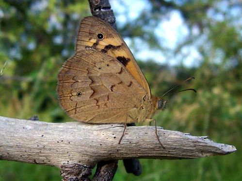 Marbled Xenica | Geitoneura klugii photo