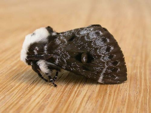 Crexa Moth | Genduara punctigera photo